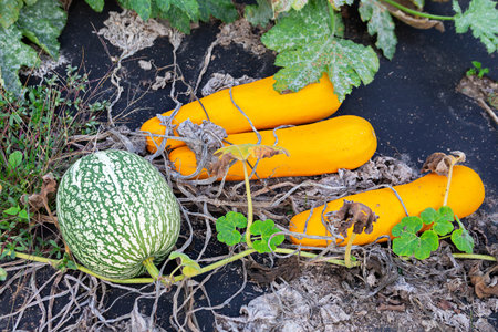 Bright yellow zucchini and a striped squash rest on dark soil, surrounded by green leaves and vines. The garden reflects a late summer day with vibrant colors and healthy plants.の写真素材