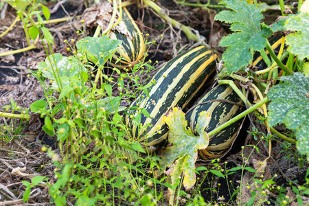 Vibrant green striped squash thrive among lush foliage in a garden, showcasing their sturdy vines and healthy growth. Sunlight filters through the plants, highlighting their fresh appearance.の写真素材