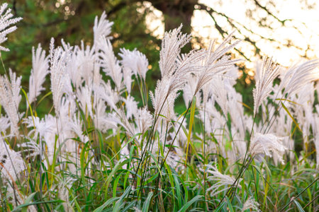 Soft white grass sways in the breeze during a warm evening, creating a peaceful atmosphere in a natural landscape. The golden glow of the setting sun illuminates the scene beautifully.の写真素材