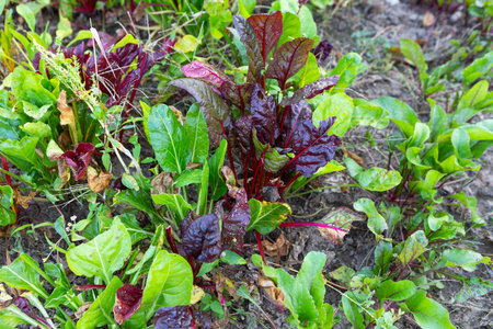 A vibrant display of leafy greens, including red and green varieties, flourishing in a garden under the summer sun. The plants show healthy growth and rich colors in the soil.の写真素材