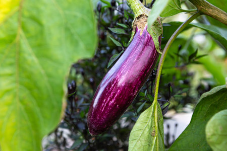A vibrant purple eggplant hangs from a lush green plant amidst thick foliage, showcasing the beauty of urban gardening. The sunlight illuminates the scene, highlighting freshness and growth.の写真素材