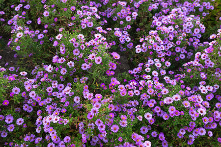 A field of blooming purple flowers fills the garden with color, showcasing their beauty under bright sunlight. This lively display attracts pollinators while enhancing the landscape.の写真素材