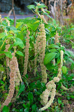 Lush greenery features tall flowering spikes emerging from plants in a garden. The bright...