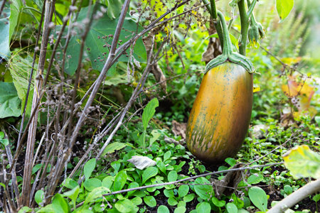 A vibrant eggplant is ripening among lush green plants in a home garden. Sunlight illuminates the scene, showcasing healthy foliage and evident growth, highlighting the abundance of nature.の写真素材