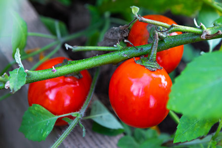 Ripe red tomatoes hang from a green vine in a well-tended garden. The leaves surround the fruit, showcasing a healthy growth environment beneath clear blue skies.の写真素材