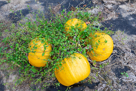 Bright yellow pumpkins are nestled among vibrant green weeds in a garden. The scene captures the essence of late summer harvest, showcasing nature's abundance.の写真素材