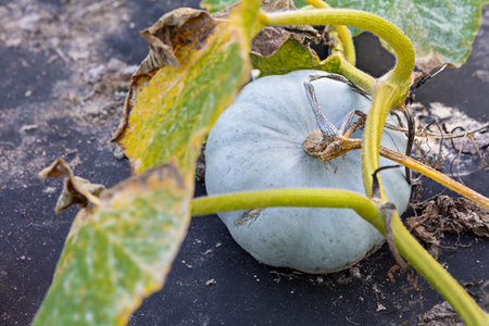 A pumpkin rests on the ground, surrounded by green and yellow leaves in a garden. The autumn sun highlights the blue-gray hue of the pumpkin.の写真素材