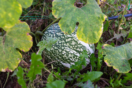 A vibrant green pumpkin with a unique pattern is nestled among lush leaves in a home garden. The scene captures the essence of late summer gardening and harvesting.の写真素材