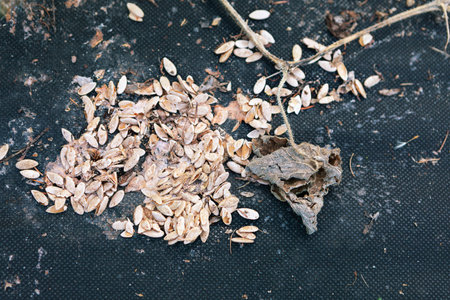 A variety of seeds and husks are scattered on a textured black surface, indicating recent activity, possibly from a plant or animal interacting with the area.の写真素材
