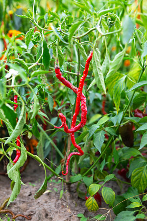 Vibrant red chili peppers dangle from green plants in a sunny garden. The healthy foliage surrounds the peppers, indicating a well-maintained growing environment.の写真素材