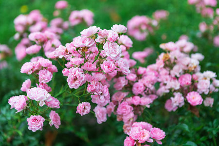 A close-up of a cluster of delicate pink flowers in full bloom with a blurred background. The flowers are small and delicate, with a light pink color. The background is a soft blur of green foliage.の写真素材