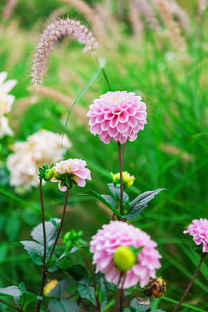 A stunning dahlia flower in full bloom. The delicate petals of the flower are a soft pink color, and the center of the flower is a deep pink. The flower is surrounded by lush green foliage.の写真素材