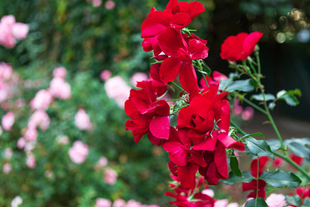 The image shows a beautiful red rose bush in full bloom with green leaves and a blurred background. The roses are a deep red color and are surrounded by lush green foliage.の写真素材