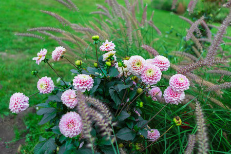 A stunning view of pink flowers on ornamental plants among lush green foliage in a garden during the summer season. Enhance the beauty of any outdoor space with this vibrant addition.の写真素材