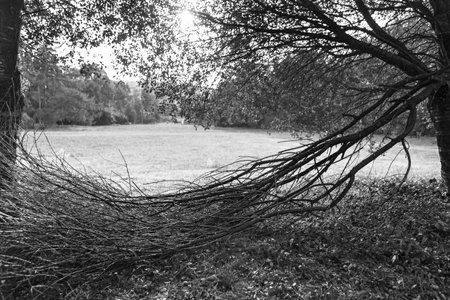 Large tree with thick trunk and long branches in grassy park. Overcast day, green leaves, brown branches. Nature photography, outdoors, environment, majestic, serene, landscape, sceneryの写真素材