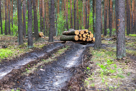 In a tranquil forest clearing, a stack of freshly cut logs rests beside muddy trails. Tall trees...