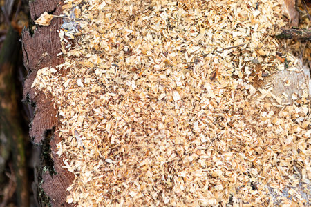 Small wood shavings cover a tree stump, suggesting recent carving or woodworking activities. The texture and colors of the wood fragments highlight the natural beauty of the timber.の写真素材