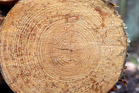 Tree stump reveals intricate growth rings, displaying the passage of time. Each ring indicates a...