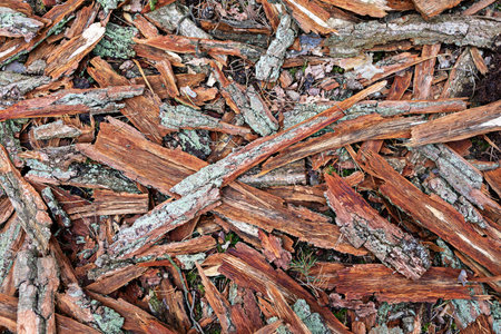 Wooden debris covers the forest floor, showcasing various textures and colors in an autumn setting. Leaves and moss blend with the wood, creating a rich, earthy scene.の写真素材