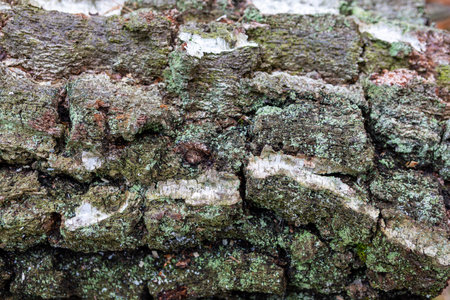 Close examination of tree bark displaying rich textures and hues, showcasing lichen growth and natural aging. The organic patterns highlight the beauty of a forest ecosystem.の写真素材