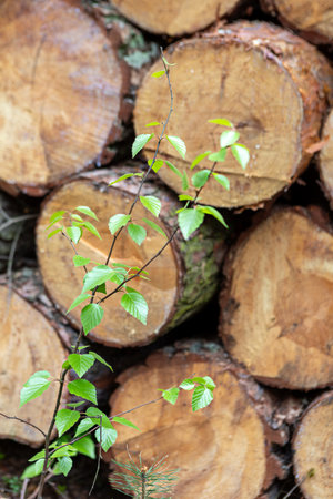 Fresh green leaves sprout from a slender branch intertwined with neatly stacked logs. The soft light highlights the natural textures of wood and foliage.の写真素材