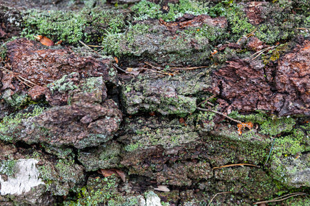 Bark of a tree is covered in vibrant green moss, showcasing a rich texture and colors found in a forest. Fallen leaves are scattered around, highlighting the diversity of the forest floor.の写真素材