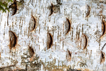 The texture of birch tree bark is highlighted in this close-up, showcasing deep grooves and white...