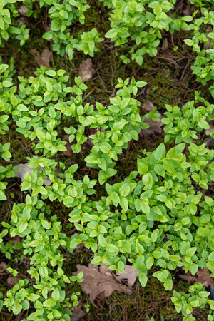 Lush green plants blanket the forest floor, thriving in early spring. Sunlight filters through the trees, illuminating their vibrant leaves and creating a lively atmosphere in nature.の写真素材
