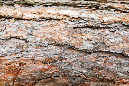 Close-up view of wood bark showcasing intricate patterns and textures. Sunlight highlights the rough...