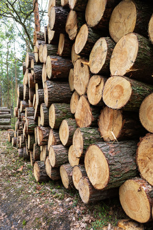 Tall trees surround a neatly stacked pile of logs, showcasing their fresh cut ends. Sunlight filters through the leaves, casting gentle shadows on the forest floor.の写真素材
