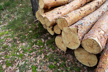 Logs are neatly stacked in a forest clearing, showcasing their natural texture and color. Sunlight filters through the trees, illuminating the greenery and fallen leaves around.の写真素材
