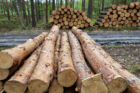 Freshly cut logs are neatly arranged in a forest setting, with more logs stacked in the background. Sunlight filters through the trees, highlighting the natural beauty of the area.の写真素材