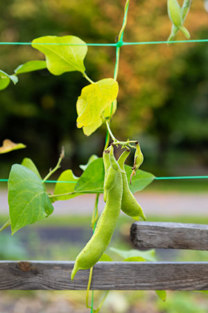 Green pea pods hang from a trellis, surrounded by vibrant green leaves. The backdrop features...