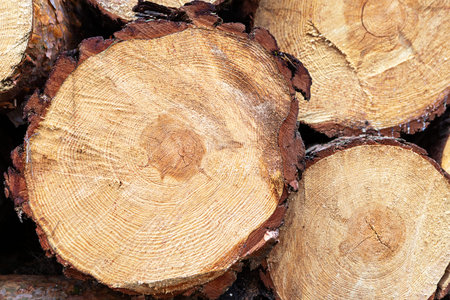 Logs are neatly stacked, showcasing their smooth cut surfaces and rings. The warm sunlight...