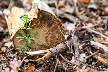 A fresh green plant emerges from the forest floor next to a cut log. The surrounding area is covered with fallen leaves and twigs, indicating a natural woodland environment during daylight.の写真素材