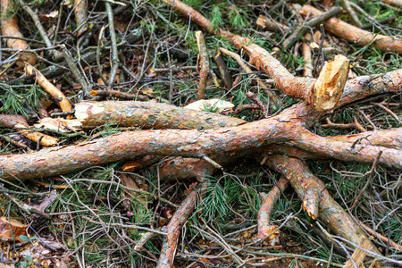 Dry branches and twigs are scattered across the forest floor, creating a natural habitat. The scene...