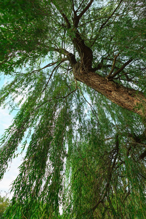A large weeping willow tree with long green branches hanging down. The tree is in full bloom and the leaves are a bright green color. The sky is blue with hazy clouds in the background.の写真素材