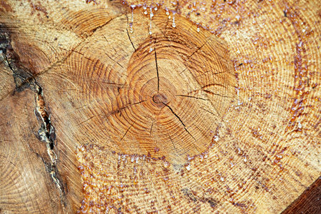A close-up view of a wooden log reveals intricate growth rings and glistening resin droplets on its...
