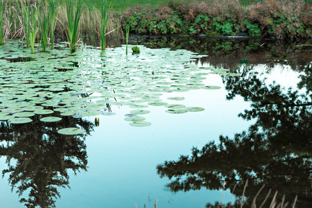 A peaceful pond features floating lily pads and tall grasses. The calm water reflects the...