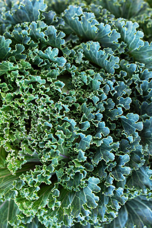 Bunches of lush green kale are displayed prominently, showcasing intricate curly leaves. The garden...