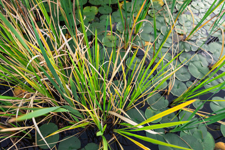 Vibrant green grass and water lilies fill the serene waterway, showcasing various plant textures and colors under the midday sun, creating a peaceful natural habitat.の写真素材