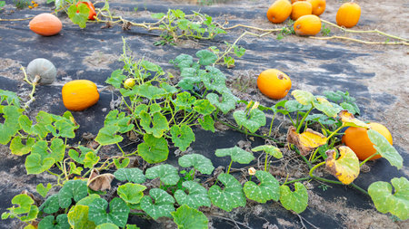 In a rural field, vibrant orange pumpkins are scattered among green vines and leaves. The area is...