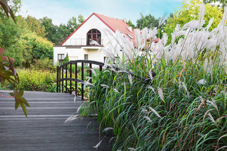 A charming wooden bridge crosses a small area of lush greenery, featuring tall white ornamental grasses. A residence with a red roof is visible in the background amidst vibrant foliage.の写真素材