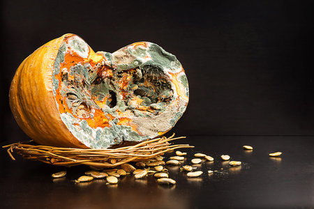 Orange moldy cut pumpkin, mold and mushrooms on food, mold development, pest of stored vegetable...