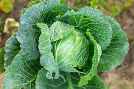 A vibrant green cabbage head is thriving in an organic garden under natural sunlight. The lush leaves curl gracefully, showcasing the plant's healthy growth in a rural setting.の写真素材