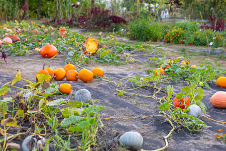 A vibrant garden showcases a variety of pumpkins in various sizes and colors. The scene is set in the late afternoon sunlight, highlighting the lush green vines and rich soil.の写真素材
