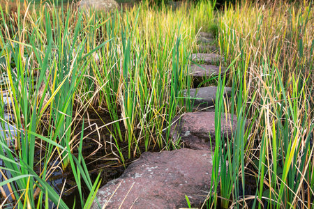 A natural stone pathway guides visitors through a vibrant wetland filled with tall reeds and lush grass. The calm water reflects the greenery, creating a peaceful atmosphere for exploration.の写真素材
