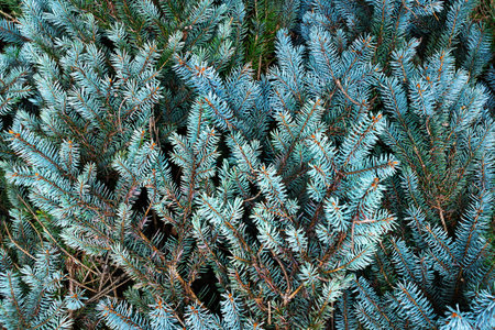 Evergreen branches with vibrant green and subtle blue hues drape gracefully, forming a lush canopy in a quiet forest. The intricate details of the needles offer a glimpse into nature's beauty.の写真素材