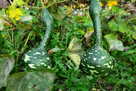 Two distinctive green gourds with a spotted pattern emerge from the soil among vibrant plants in a flourishing garden. This captures the beauty of harvest season.の写真素材