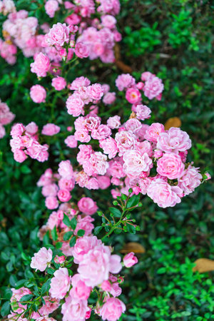 A close-up image of vibrant pink roses in full bloom, delicately lit by natural light. Detailed petals, intricate veins, lush green backdrop. Perfect for creative projects.の写真素材